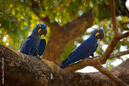 Two Hyacinth Macaw, Anodorhynchus hyacinthinus, blue parrot. Portrait big blue parrot, Pantanal, Brazil, South America. Beautiful rare bird in the nature habitat. Wildlife Brazil, macaw wild nature.