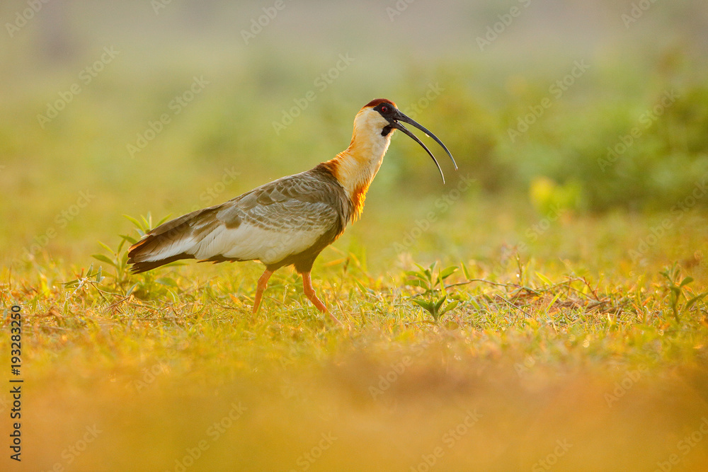 Buff-necked Ibis, Theristicus caudatus, exotic bird in the nature habitat, bird sitting in grass with beautiful evening sun light, during sunset, Barranco Alto, Pantanal, Brazil. Evening light bird. Buff-necked Ibis, Theristicus caudatus, exotic bird in the nature habitat, bird sitting in grass with beautiful evening sun light, during sunset, Barranco Alto, Pantanal, Brazil. Evening light bird.
