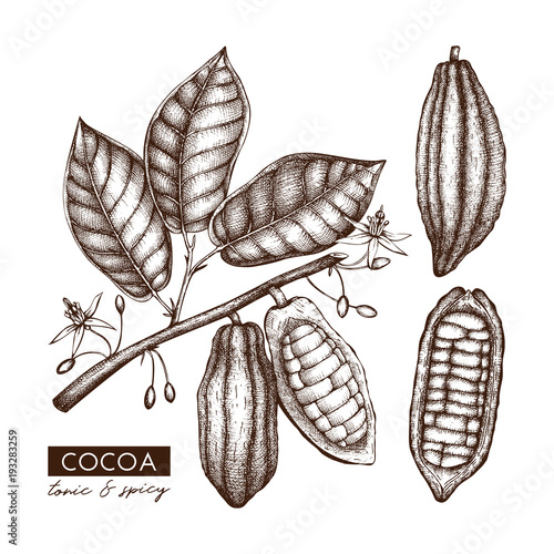 Vector Cocoa beans, leaves, flowers illustration. Hand drawn exotic fruit sketch. Botanical design template. 