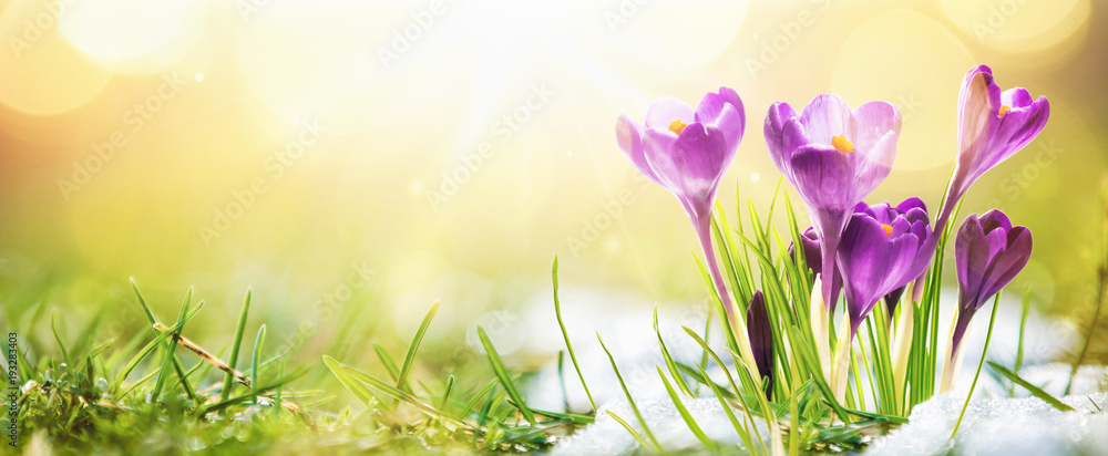 Naklejka premium Wiosna. Wiosenne kwiaty w słońcu. Natura na zewnątrz