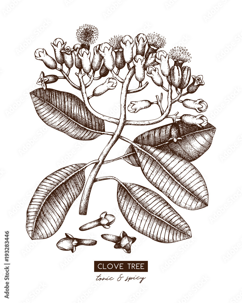 Botanical illustration of clove tree in flowers and leaves. Vector hand