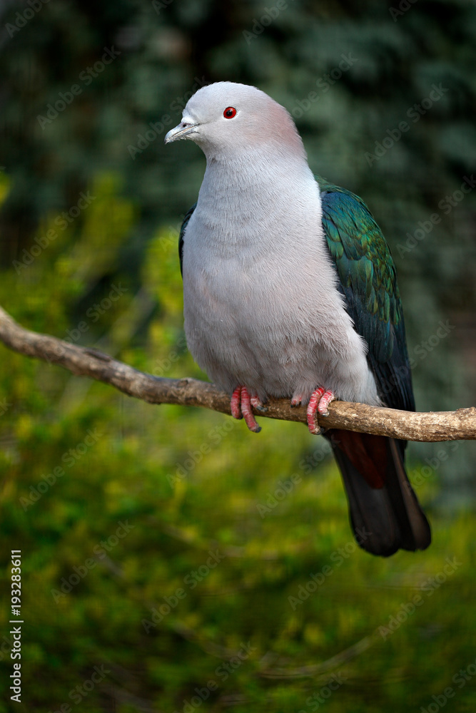 Obraz premium Blue-tailed Imperial-pigeon, Ducula concinna, wood pigeon. forest bird in the nature habitat, green background, Sulawesi, Indonesia. Rare bird from Asia, green vegetation. Pigeon in nature habitat.