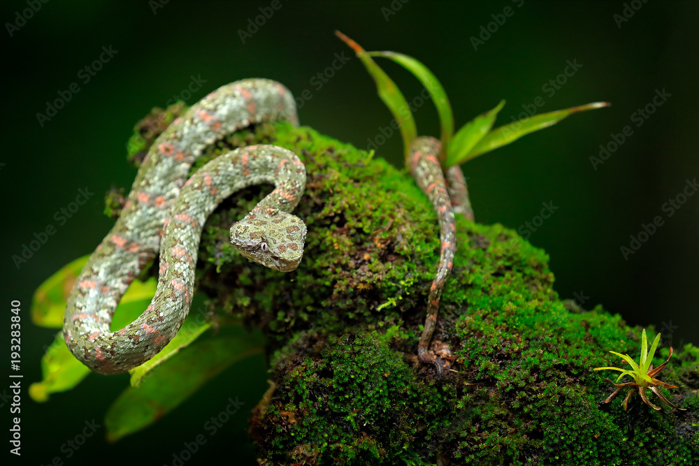 Fototapeta premium Eyelash Palm Pitviper, Bothriechis schlegeli, on the green moss branch. Venomous snake in the nature habitat. Poisonous animal from South America. Dangerous snake in the nature habitat.