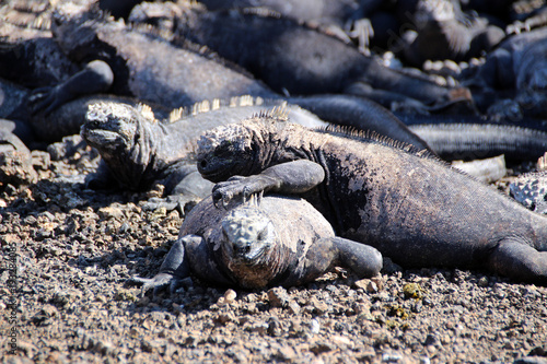 Echsen in der freien Wildbahn auf den Galapagos Inseln
