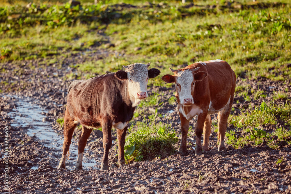 Alpine cow. Cows are often kept on farms and in villages. This is useful animals. Alpine cow. Cows are often kept on farms and in villages. This is useful animals.