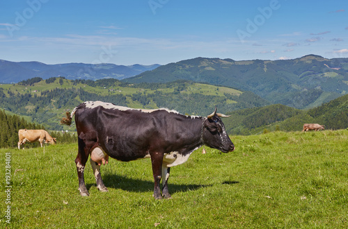 herd of cows grazing on mountain © Ryzhkov Oleksandr