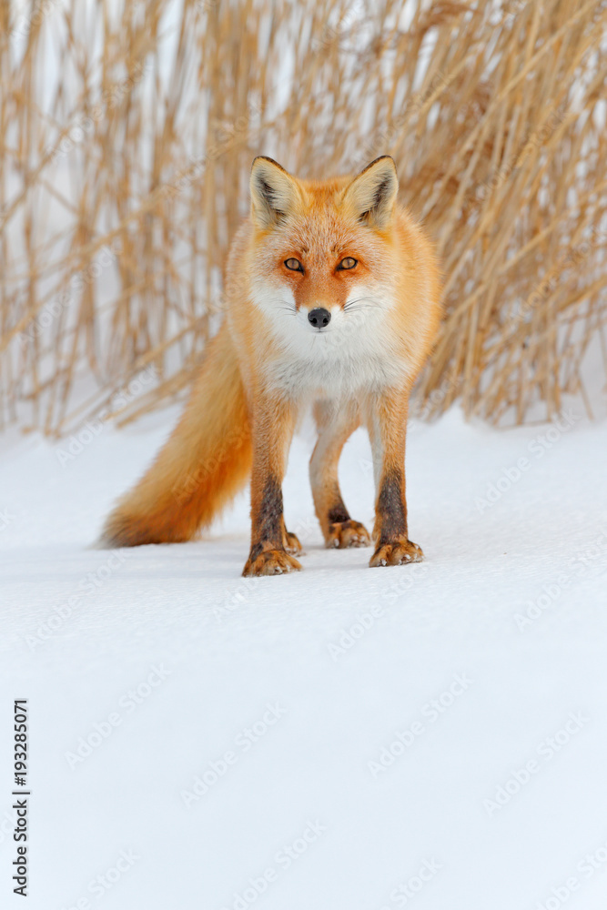 Red fox in white snow. Cold winter with orange fur fox. Hunting animal in  the snowy meadow, Japan. Beautiful orange coat animal nature. Wildlife  Europe. Detail close-up portrait of nice fox. Stock