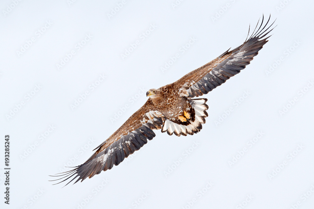 Obraz premium Bird on sky Flight White-tailed eagle, Haliaeetus albicilla, Hokkaido, Japan. Action wildlife scene with ice. Eagle in fly. Eagle fight with fish. Winter scene with bird of prey. Big eagles, snow sea.