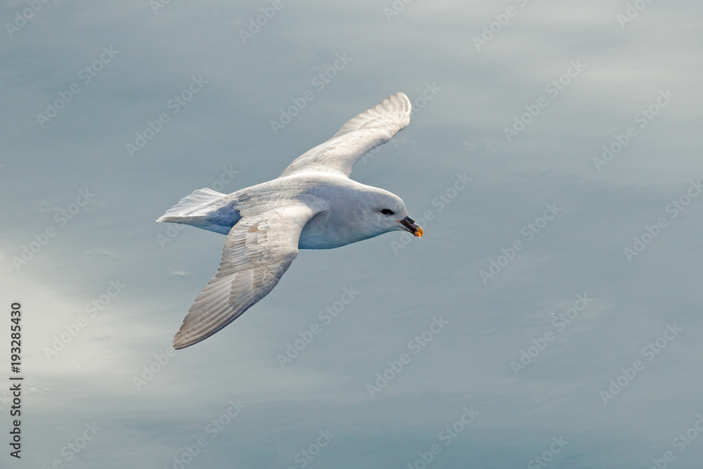 Flying bird. Fulmar in fly. Northern Fulmar, Fulmarus glacialis, white bird, blue water, dark blue ice in the background, animal flight Arctic nature habitat, Svalbard, Norway. Bird in cold nature. Flying bird. Fulmar in fly. Northern Fulmar, Fulmarus glacialis, white bird, blue water, dark blue ice in the background, animal flight Arctic nature habitat, Svalbard, Norway. Bird in cold nature.