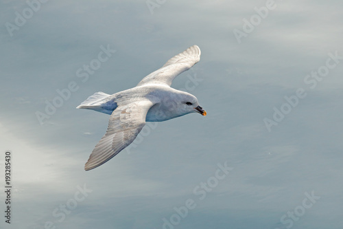 Bilde på lerret Flying bird