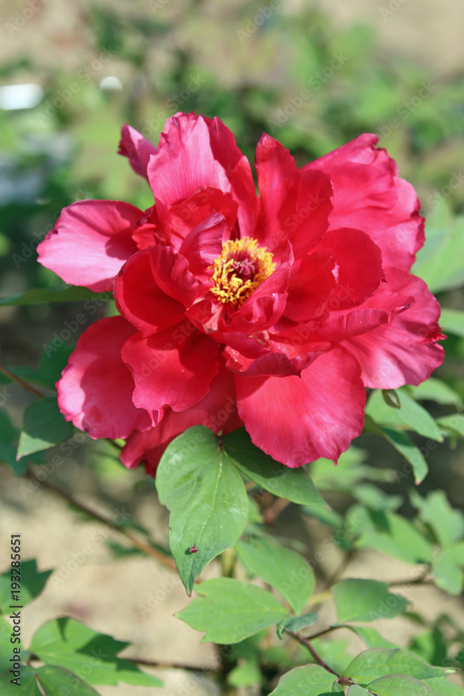 牡丹の花 牡丹の花