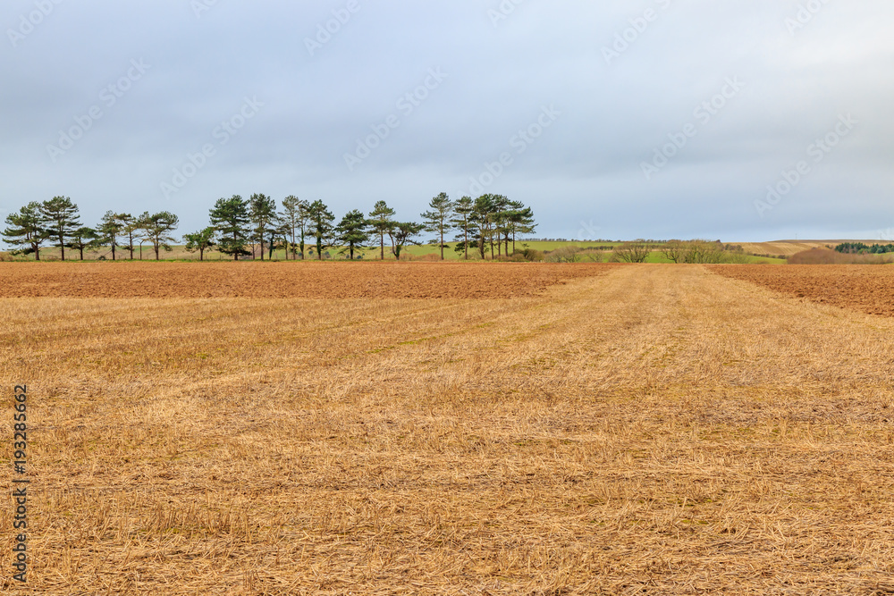 Fototapeta premium Rural Winter Scene