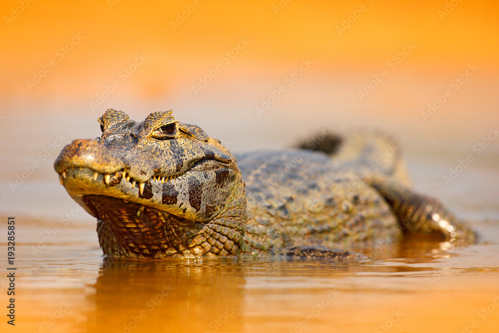 Fototapeta premium Yacare Caiman, złoty krokodyl w ciemnopomarańczowej powierzchni wody wieczorem ze słońcem, naturalne siedlisko rzeki, Pantanal, Brazylia. Scena dzikiej przyrody z natury. Krokodyl, zachód słońca.