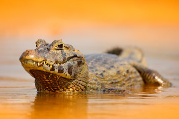 Handdoek met foto Krokodil Kaaiman in oranje avondgloed Pantanal  © ondrejprosicky