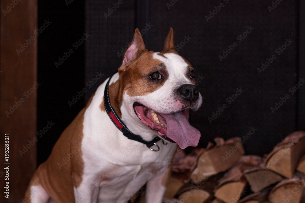 American staffordshire terrier is sitting near the fireplace with firewood.