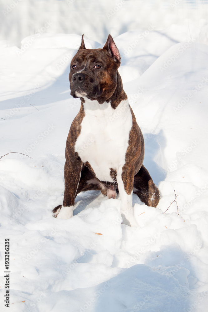 American staffordshire terrier puppy is sitting on a white snow. Ten month old.