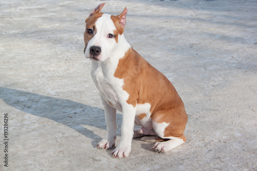 American staffordshire terrier puppy is sitting on a white snow. Three month old.