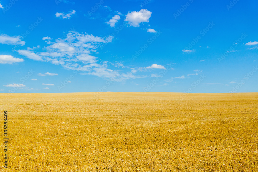 View of straw field after harvest with blue sky and clouds. Gold wheat field in summer. Agriculture field after harvest. Spikes of straw. Field in countryside with blue sky at sunny day. View of straw field after harvest with blue sky and clouds. Gold wheat field in summer. Agriculture field after harvest. Spikes of straw. Field in countryside with blue sky at sunny day.