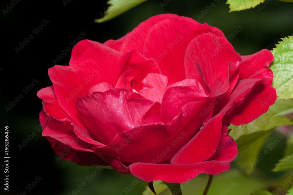 Beautiful red rose is growing on a green meadow. Live nature.