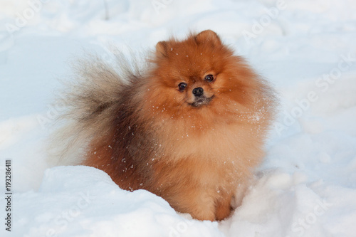 Beautiful pomeranian puppy is standing on a white snow. Pet animals. photo