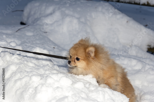 Puppy games in winter photo