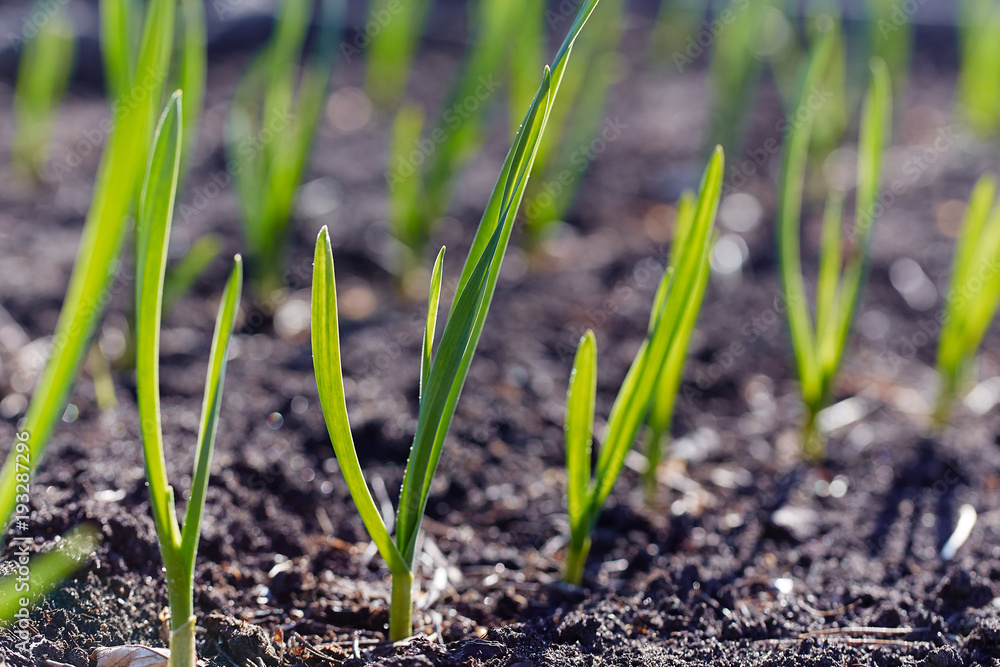 Young spring shoots on plantation Young spring shoots on plantation