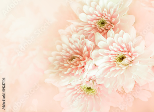 Beautiful chrysanthemum flower in vintage color style with soft and blured for background