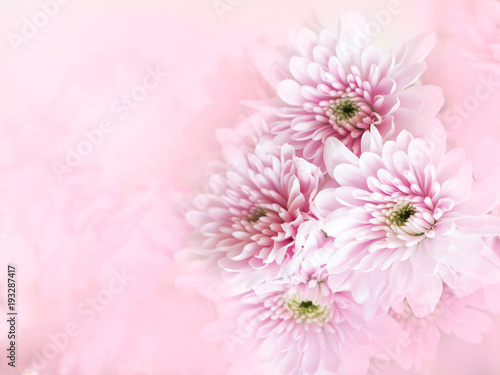 Beautiful chrysanthemum flower in vintage color style with soft and blured for background