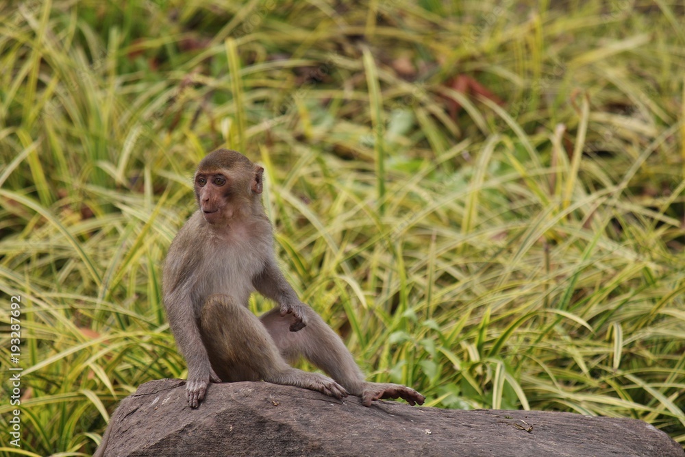 Monkey, be the mammal, there is body character resembles a human, believe in that there is same species of an ancestor. Monkey, be the mammal, there is body character resembles a human, believe in that there is same species of an ancestor.