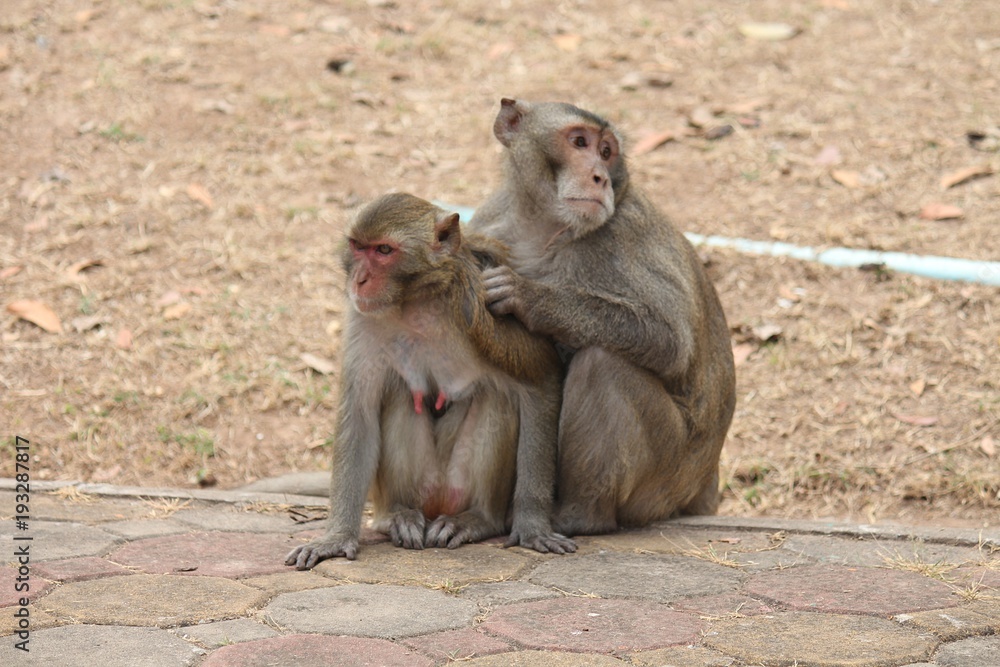 Monkey, be the mammal, there is body character resembles a human, believe in that there is same species of an ancestor. Monkey, be the mammal, there is body character resembles a human, believe in that there is same species of an ancestor.