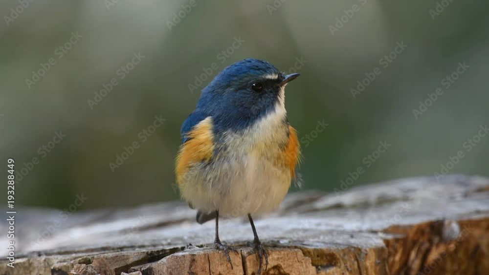 切り株のルリビタキ