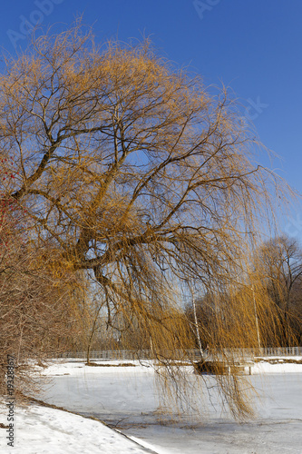 Wallpaper Mural Weeping willow in a city Park on a background of blue cloudless sky. Torontodigital.ca