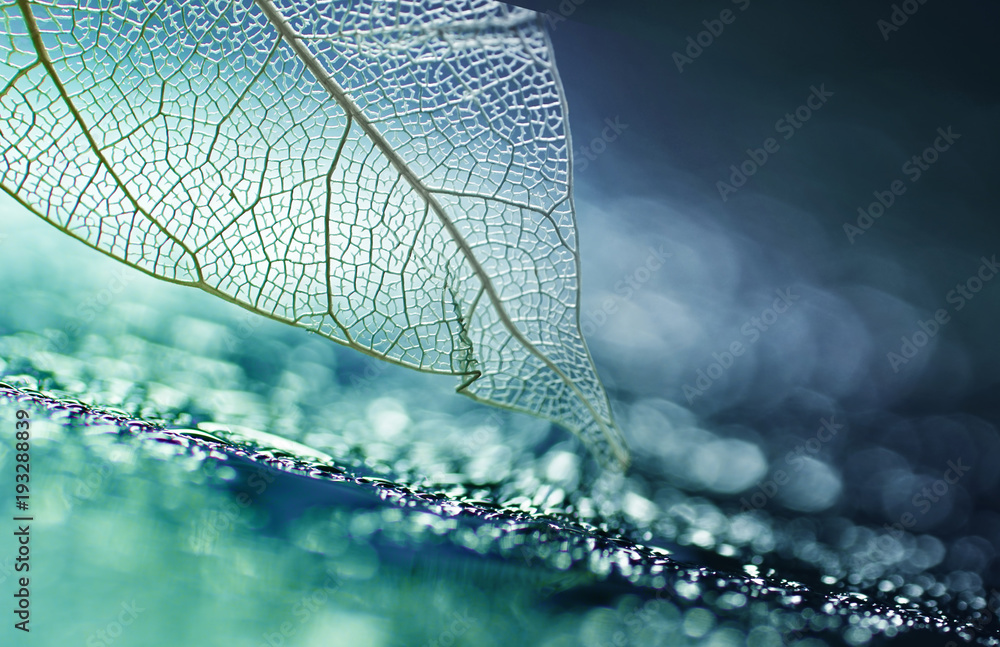 Fototapeta Biały przejrzysty szkieletowy liść z piękną teksturą na turkusowym abstrakcjonistycznym tle  z kroplami rosy