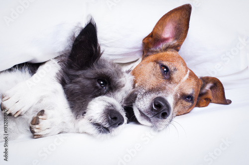 couple of dogs in love in bed © Javier brosch