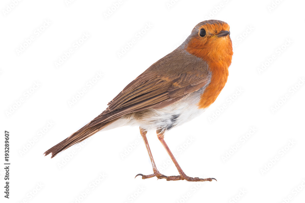 European robin (Erithacus rubecula) European robin (Erithacus rubecula)