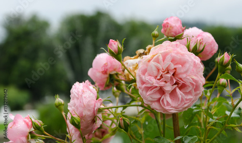Rosa Blumen im Spätsommer