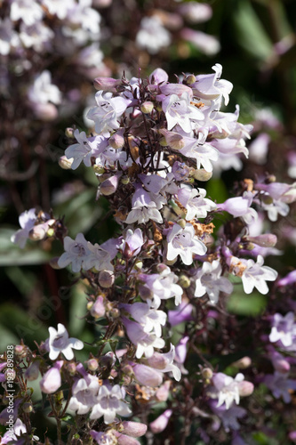 Penstemon, (Penstemon digitalis) photo