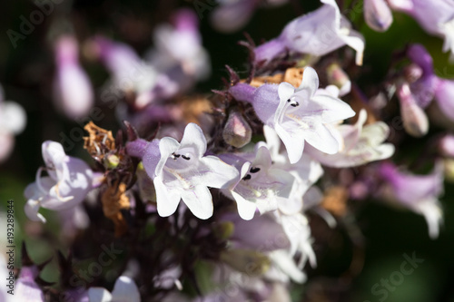 Penstemon, (Penstemon digitalis)