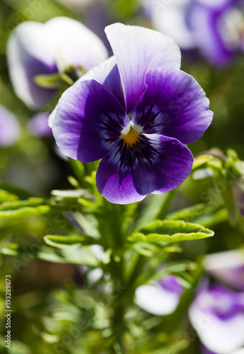 Pansy, (Viola), flower