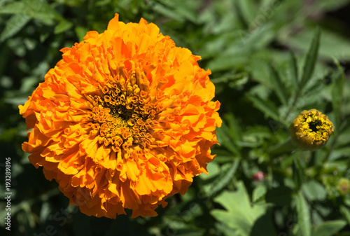 Marigold  Tagetes   flower