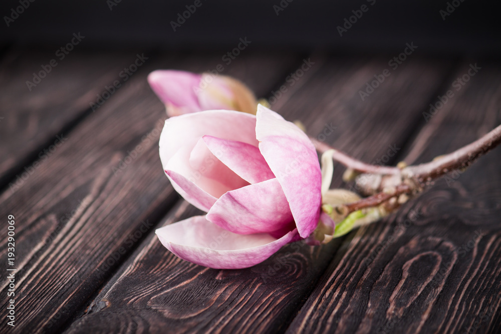 Flower pink magnolia Flower pink magnolia