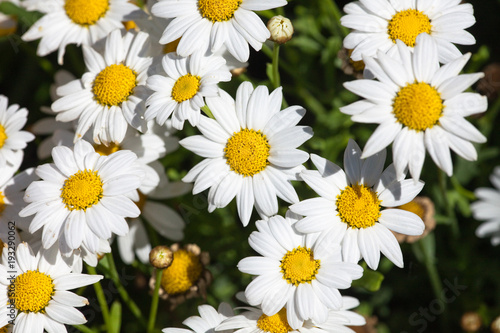 White Ox-Eye  Flower