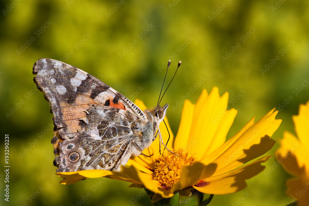 Obraz premium Painted Lady, Coreopsis, (Coreopsis lanceolata)