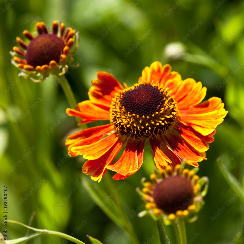 Blanket flower (Gaillardia Hybride) Blanket flower (Gaillardia Hybride)