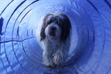 haariger hund läuft duch einen agility tunnel