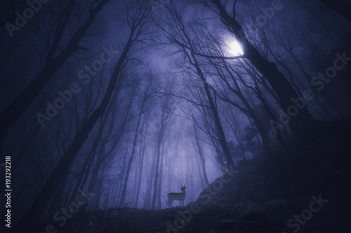 Deer animal in night forest trees nature moon fog