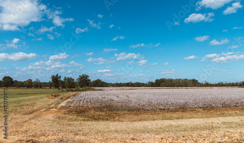 Fototapeta Naklejka Na Ścianę i Meble -  Cotton field in beautiful blue sky with pretty clouds