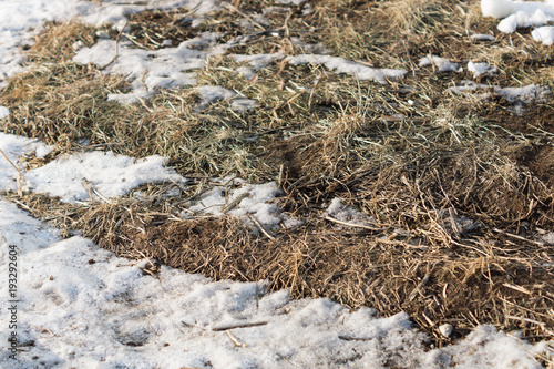 Dry grass under snow