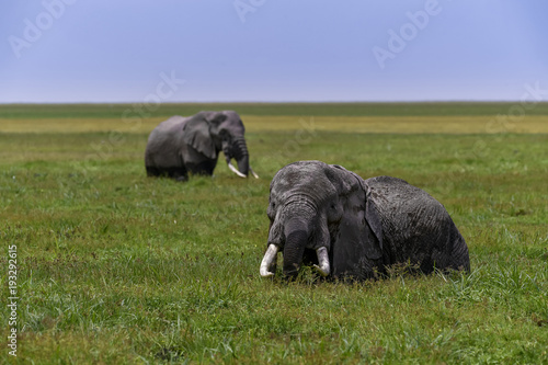 Photography elephant