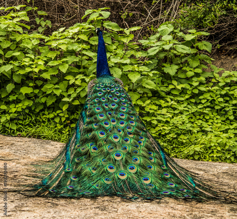 Obraz premium Indian Peacock